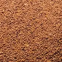 Ramdoot Export – Finger Millet/Ragi Ramdoot Export - Finger Millet/Ragi