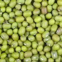 Ramdoot Export – Green Gram Moong Ramdoot Export - Green Gram Moong