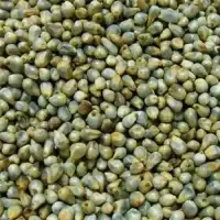 ramdoot-export-green-millet-seeds-bajra Ramdoot Export Green Millet Seeds/Bajra