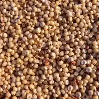 ramdoot-export-sorghum-great-millet-jowar Ramdoot Export - Sorghum/Great Millet/Jowar