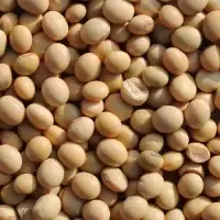 Ramdoot Export – Soybean Ramdoot Export - Soybean