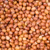 Ramdoot Export – Toor Whole Ramdoot Export - Toor Whole