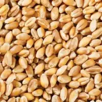 ramdoot-export-whole-wheat-grain Ramdoot Export Whole Wheat Grain