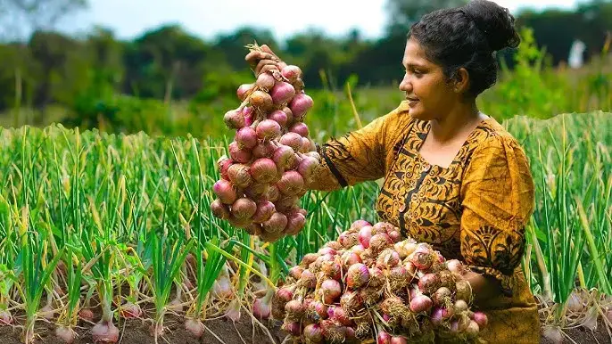 Nashik: The Global Hub of Onion Production, Onion Export & Asia’s Biggest Market 1 Farmers harvesting onions