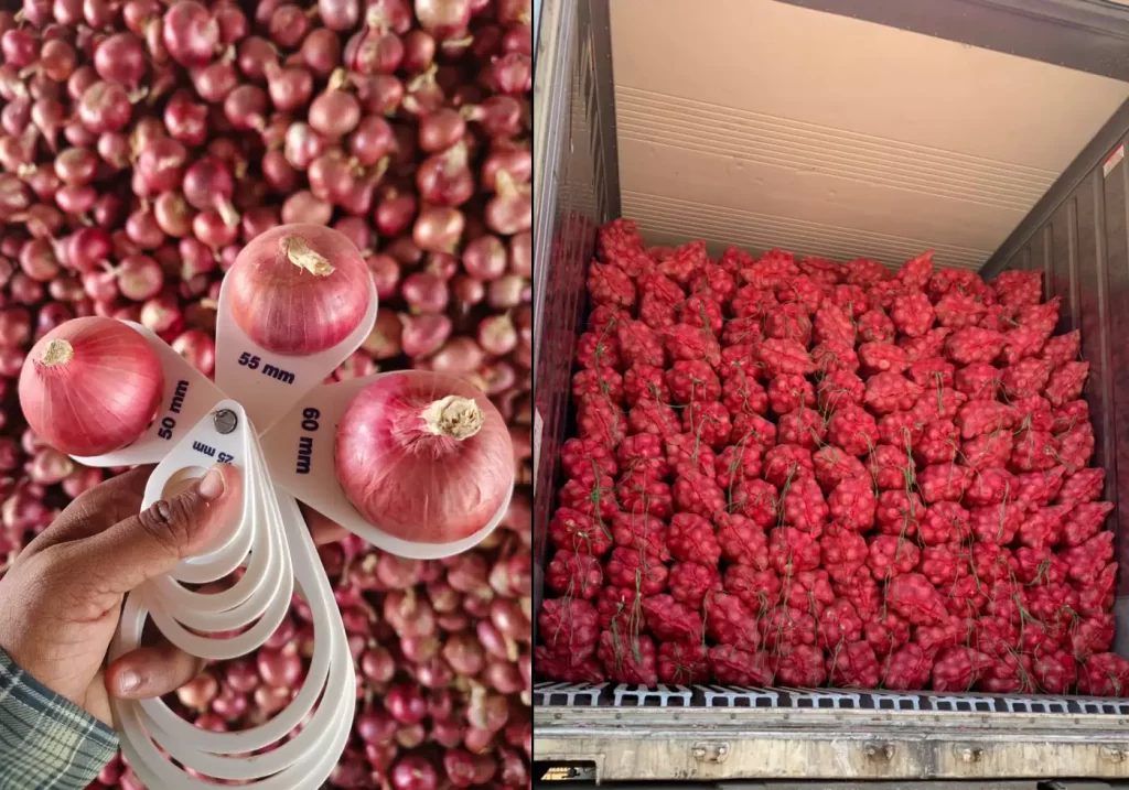 Nashik: The Global Hub of Onion Production, Onion Export & Asia’s Biggest Market 2 Radoot Onion Quality Check and Export Packing
