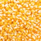 Ramdoot Export – Maize/Yellow Corn Ramdoot Export - Maize/Yellow Corn